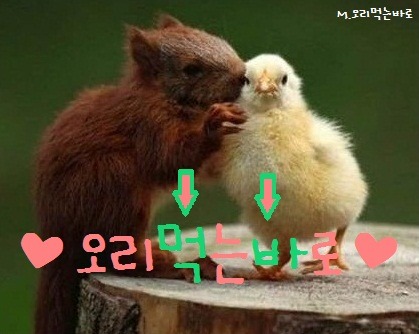 (주)로얄광고 이미지