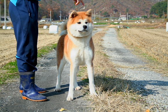 아키타 이미지