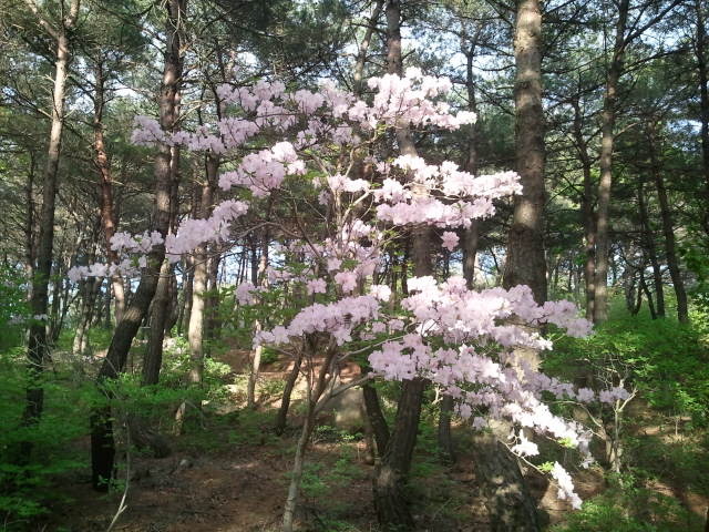 산철죽 군락지 이미지