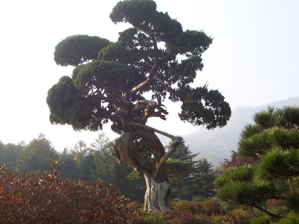 측백나무-향나무-노간주나무 구분 - 산야초 구분 - 산바람 야생화 향기 측백나무-향나무-노간주나무 구분