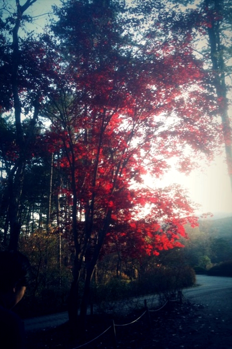 광릉수목원 나들이~