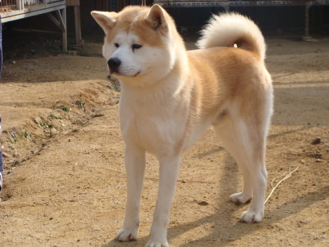 키이로 이미지