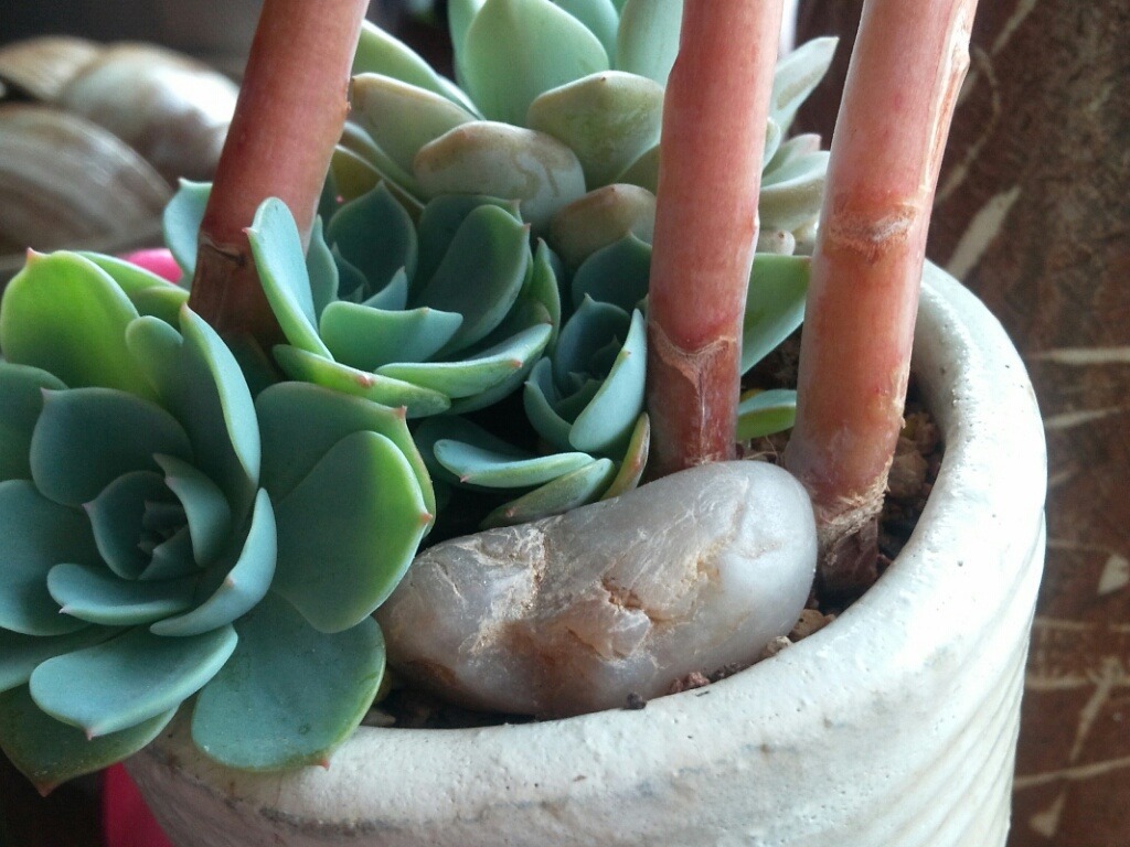 꽃사로 이미지