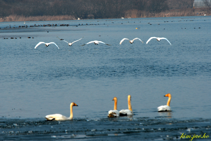 어린왕자의들꽃사랑마을
