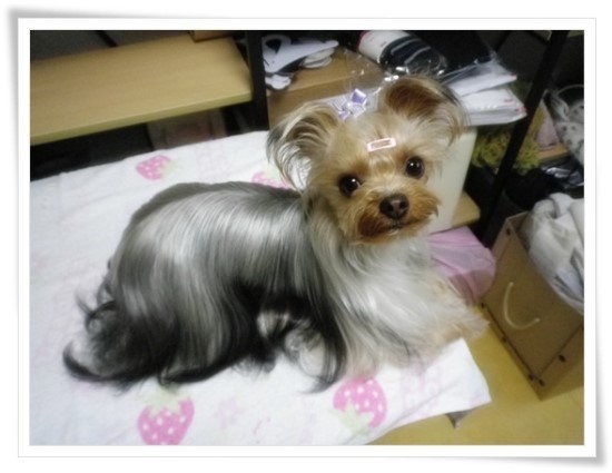 더치치 이미지