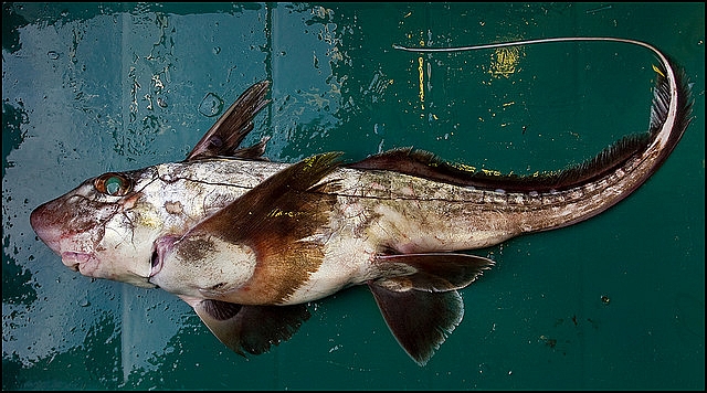 124FB1524D4ECC441E03A7