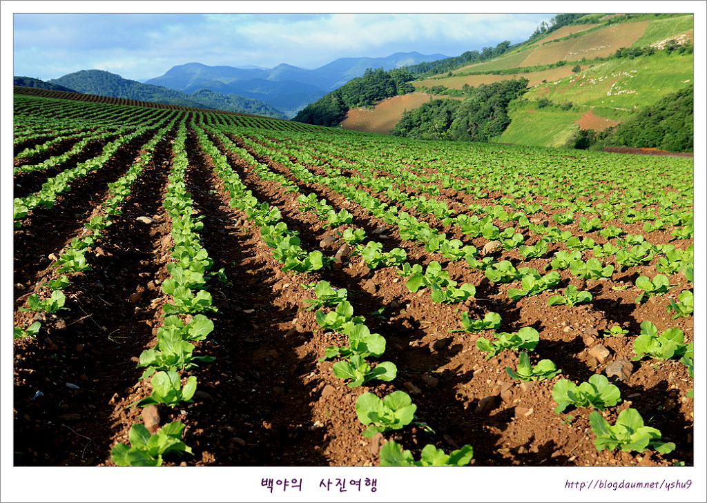 태백고냉지 이미지
