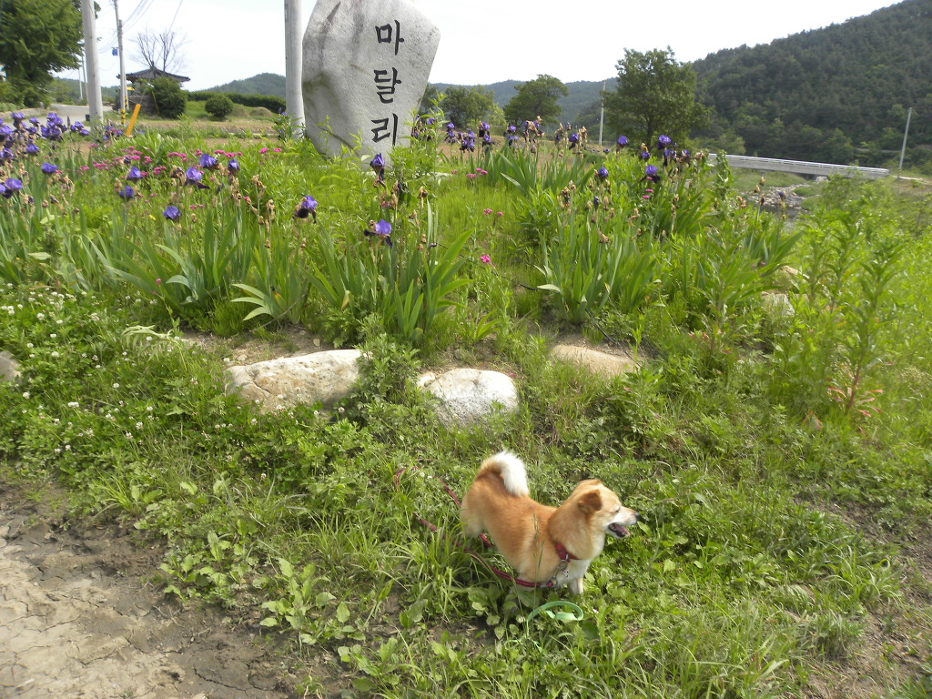 마달리 이미지