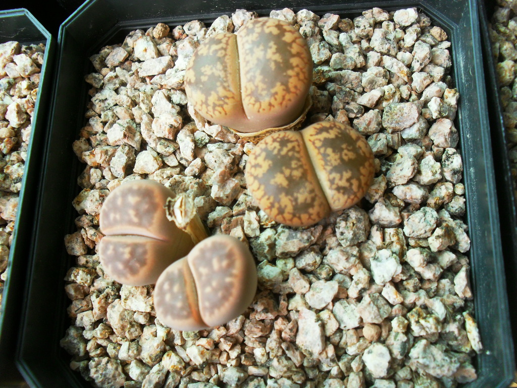 배통 이미지