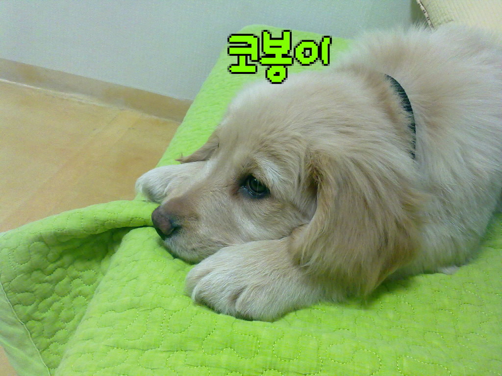 코봉이 이미지