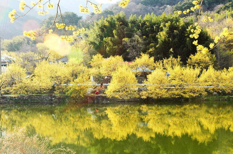산수유-마을 - 🌴여행 📷 사진 갤러리 - 💜산야와 한울타리💜 산수유-마을