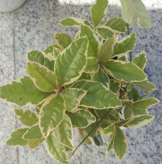 천냥금 이미지