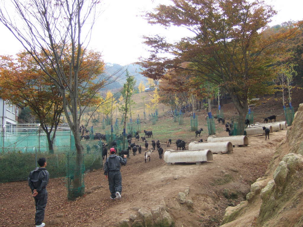 홍길동 흑염소 이미지