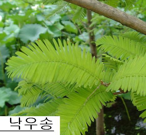 낙우송 이미지
