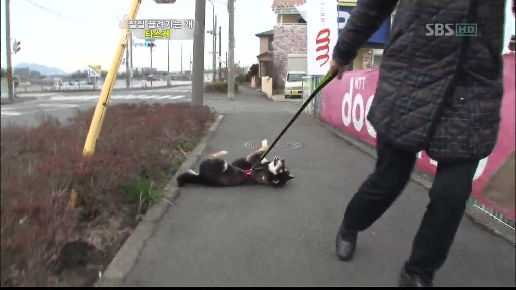 [동물농장] 목줄로 질질 끌려다니는 개.JPG | 인스티즈