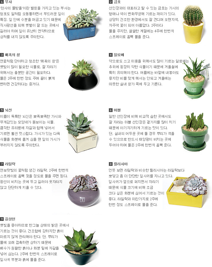 수다육 이미지