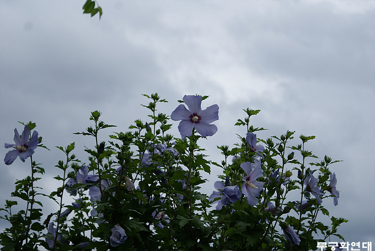 블루버드(Blue bird) 이미지