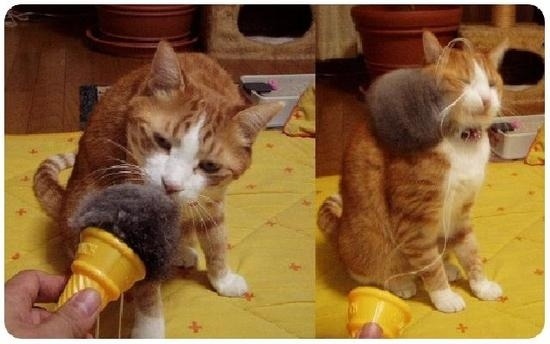 차차 이미지