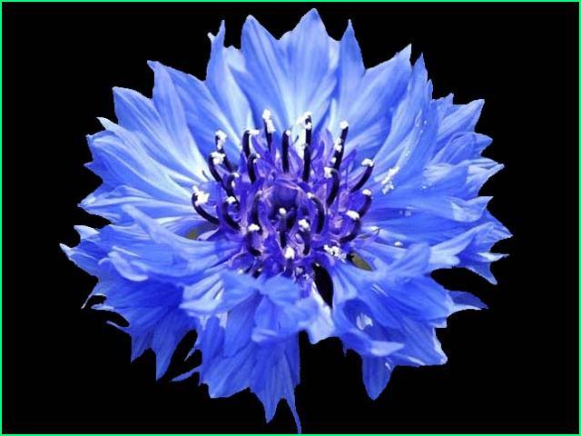 행복flower 이미지