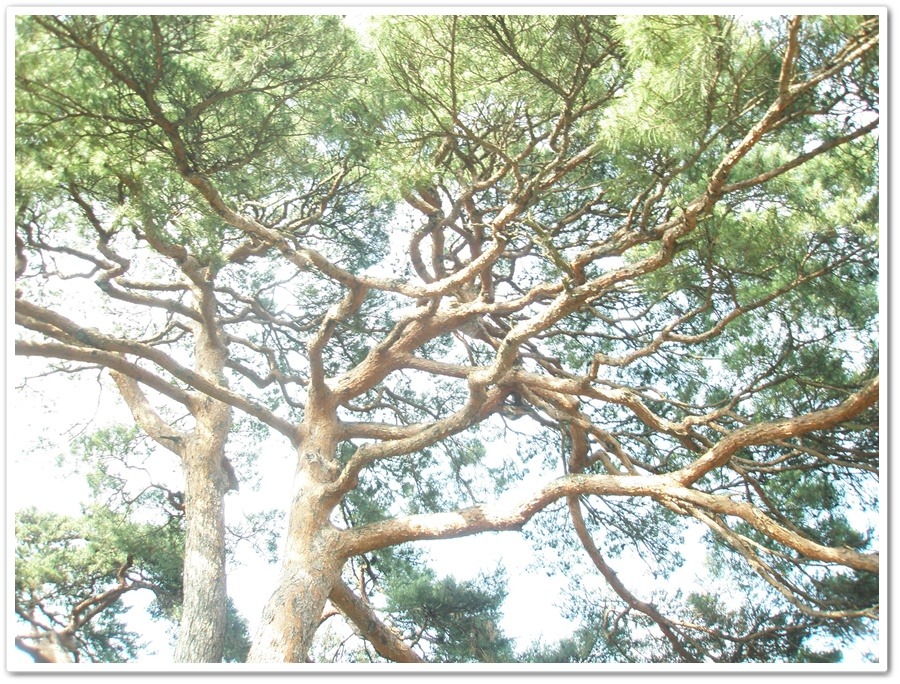 큰까치수영 이미지