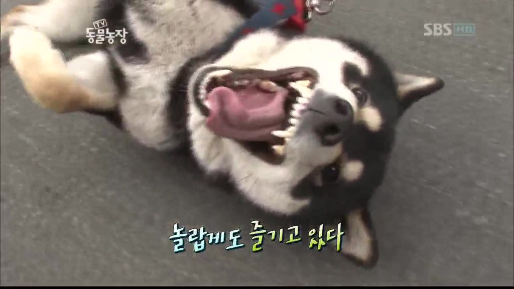 [동물농장] 목줄로 질질 끌려다니는 개.JPG | 인스티즈