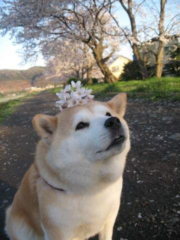 실다 이미지