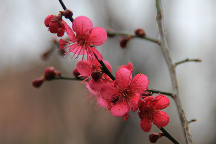 산유화 이미지