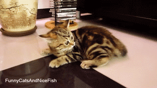 꼬리랑 노는 고양이들.gif | 인스티즈