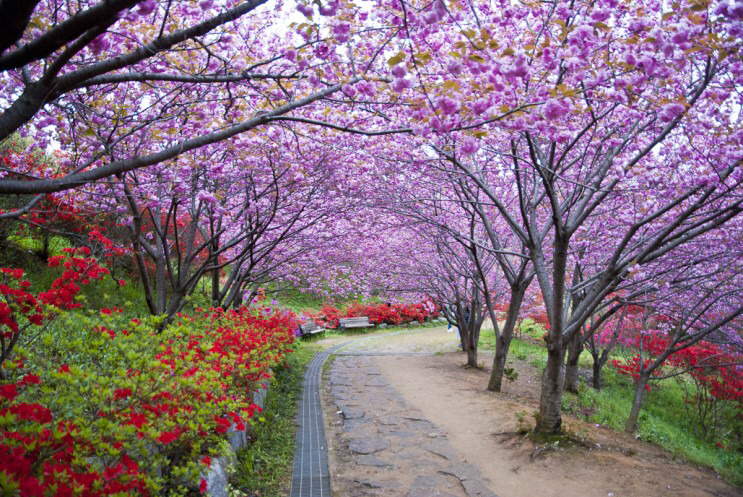 전주 완산공원 꽃동산 - 관광객보다 전주 시민들이 더 많이 가는 곳 | 인스티즈