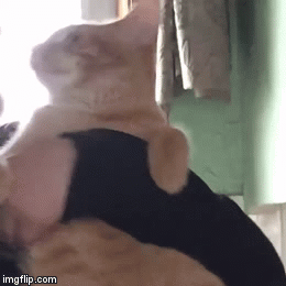 [데이터주의] 고양이-고양이-고양이-고양이-고양이-Cat.gif | 인스티즈