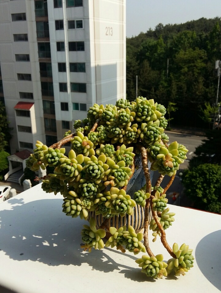 로찌 이미지