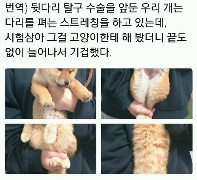 고양이능력 | 인스티즈