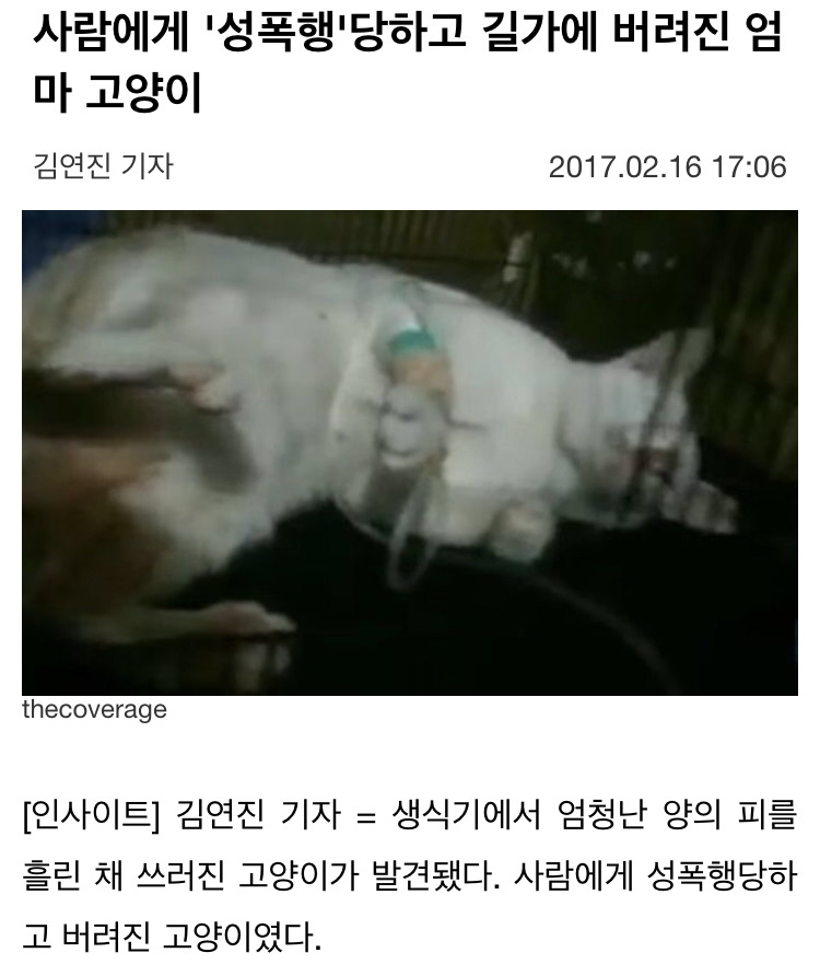 사람에게 성폭행 당하고 길가에 버려진 엄마 고양이 | 인스티즈