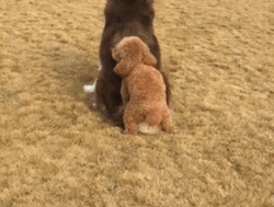 춤 추는 거라고 춤!!!.gif | 인스티즈