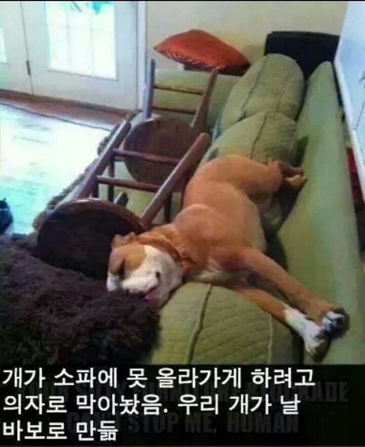 강아지들을 키우고 싶은 이유 | 인스티즈