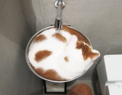 고양이 액체설.jpg | 인스티즈