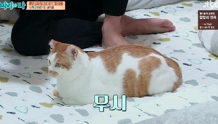 [마리와나] 뚱보냥 호동이 다이어트 시키기 (feat.먼지) | 인스티즈