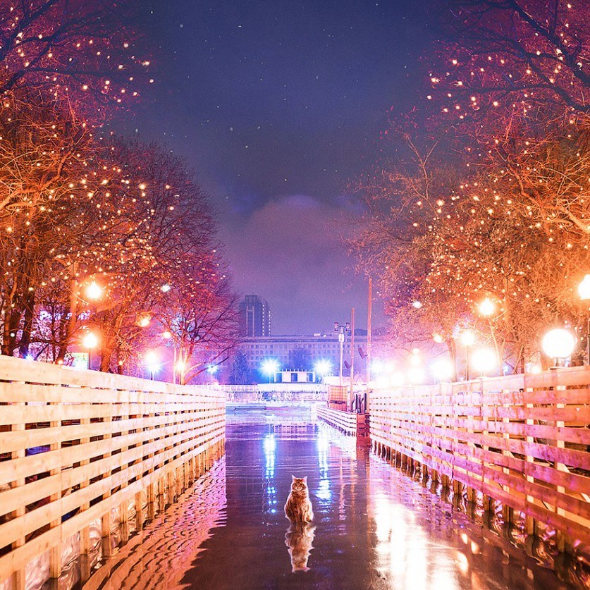 사진작가 집사랑 쿵짝이 잘 맞는 고양이 | 인스티즈