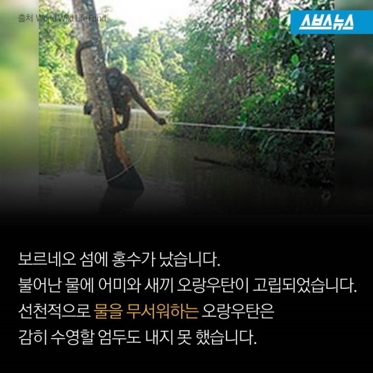 숲속에 사는 사람들 | 인스티즈