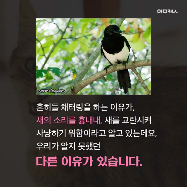 고양이채터링의진실 | 인스티즈