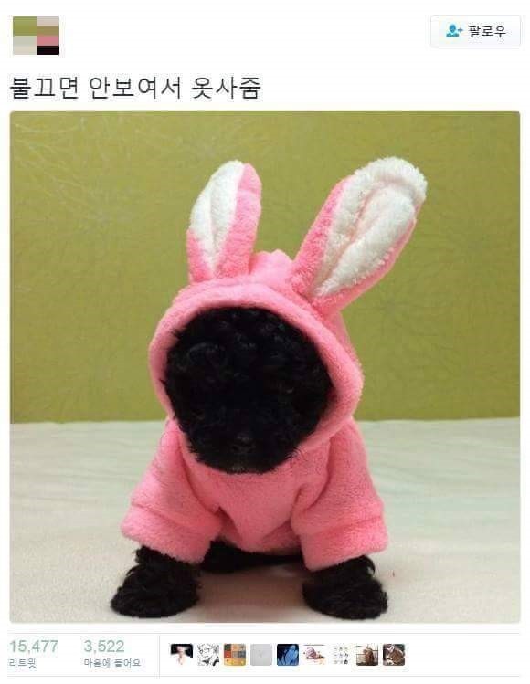 강아지 옷을 사주는 이유.jpg | 인스티즈