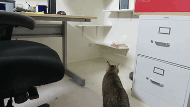 집사가 이과일 때...jpgif | 인스티즈