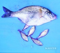 새끼낳는 물고기 있는거 알오? 난태생과는 좀 다름 (물고기 사진이씀)+네이냔 망상어 검색화면 캡쳐함.. | 인스티즈