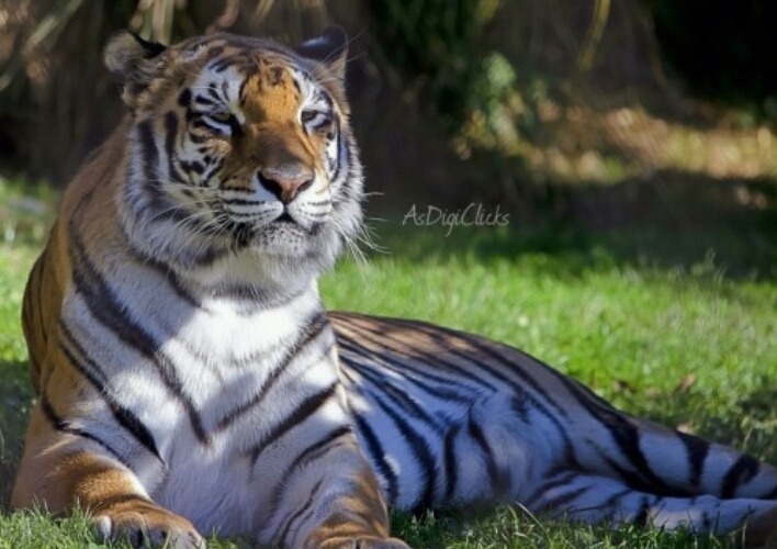 이 맹수중에 한마리를 집에서 기를수있다면? | 인스티즈