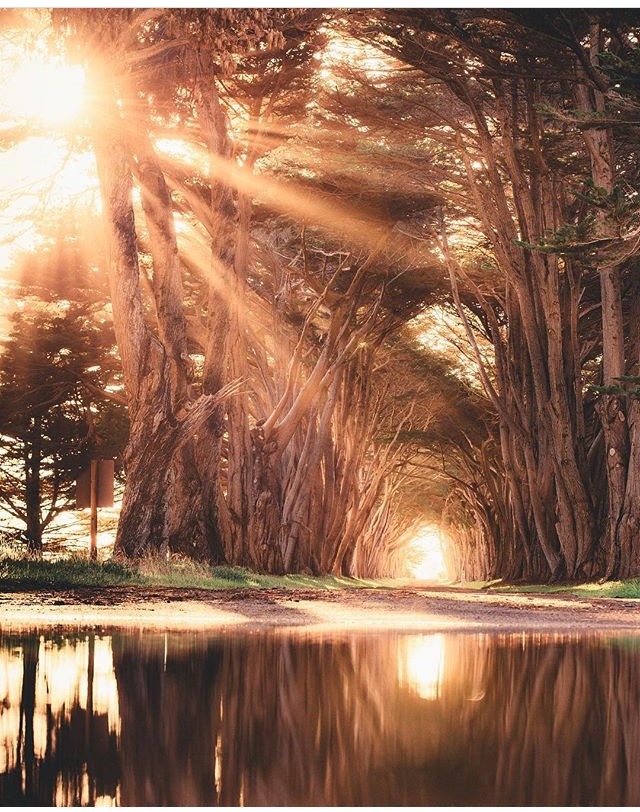 미국 포인트 리예스 나무 터널 | 인스티즈