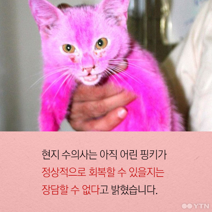 분홍고양이 이미지