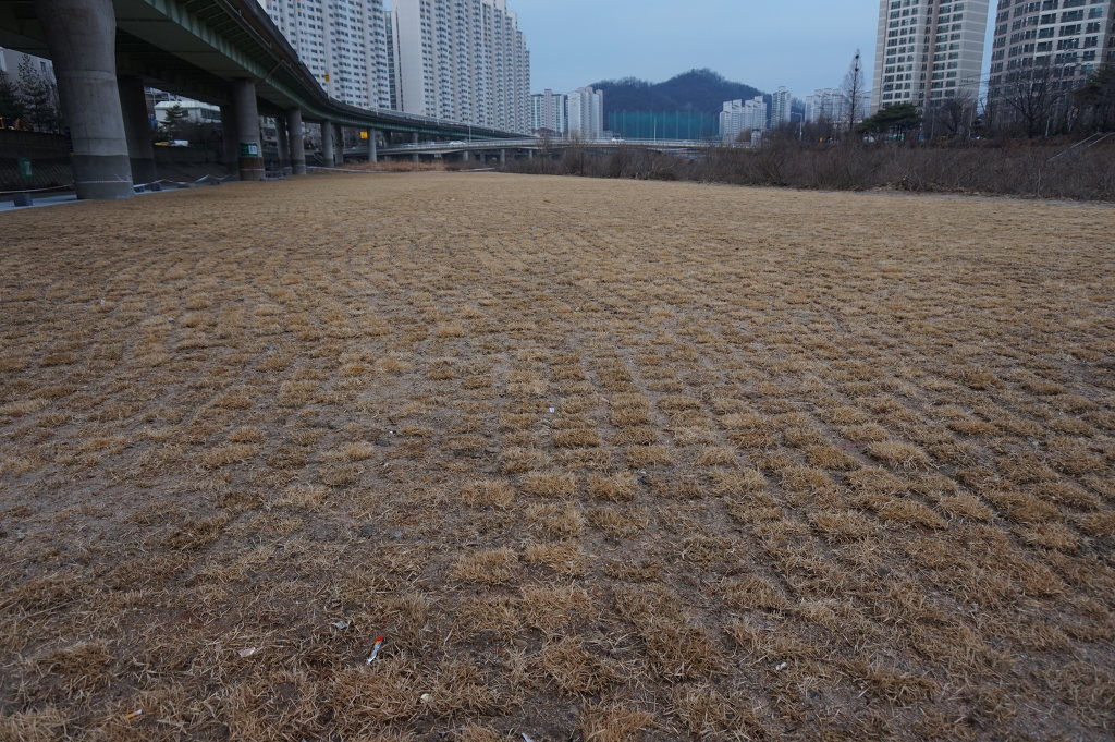 파란잔디 이미지