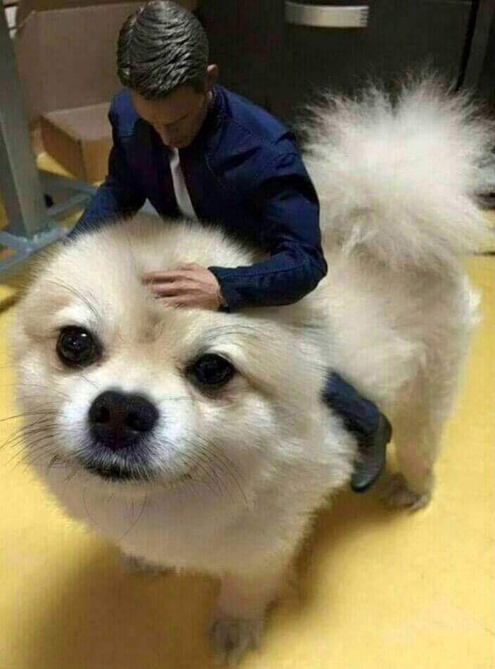 피규어가 무서운 강아지 | 인스티즈