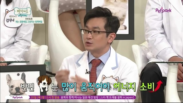 운동체질 강아지와 방콕체질 고양이?! | 인스티즈