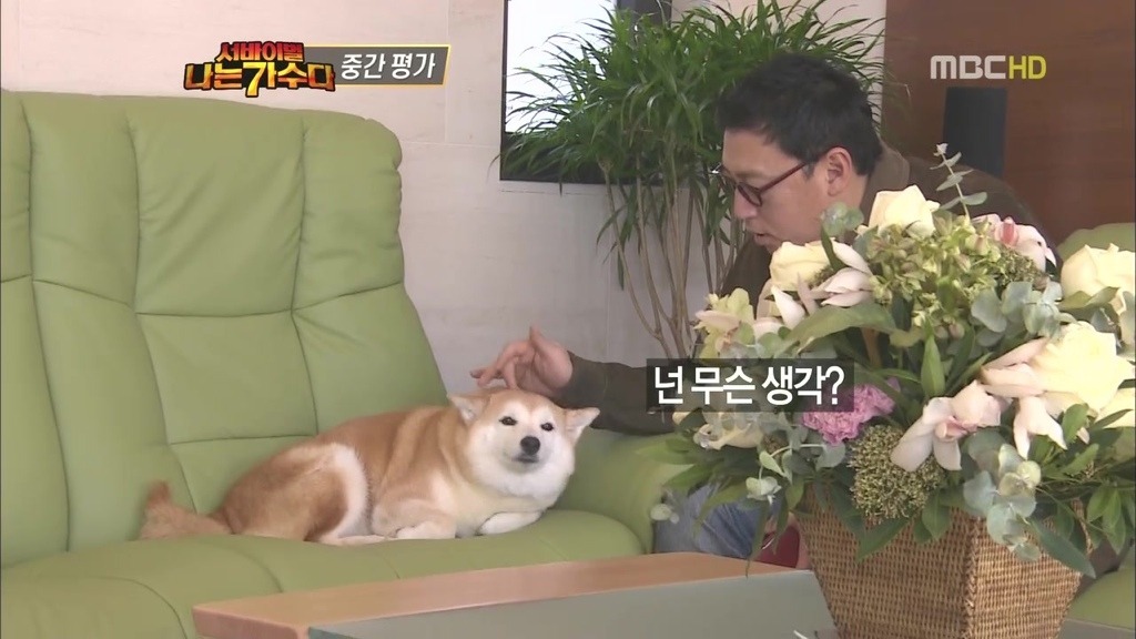 귀여운 시바견 + 이소라네 시바견.jpg | 인스티즈